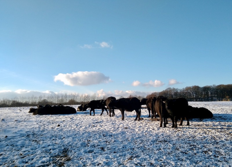 Winterweide
